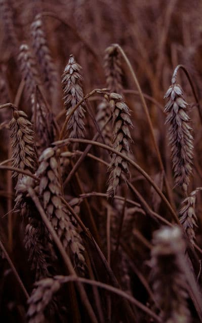 Wheat Field harvest